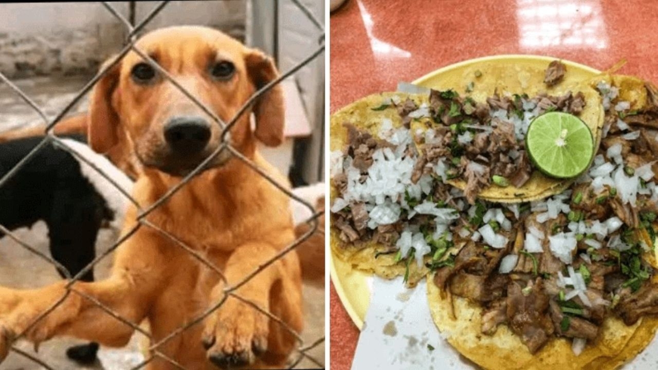 En una taquería de CDMX tomaron la fotografía de una presunta cabeza de perro sobre la tabla de picar En una taquería de CDMX tomaron la fotografía de una presunta cabeza de perro sobre la tabla de picar