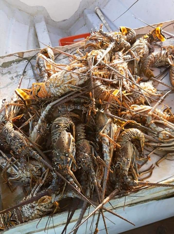 Tan sólo en los primeros cuatro días de julio, se ha registrado la extracción de más de 50 kilogramos por embarcación