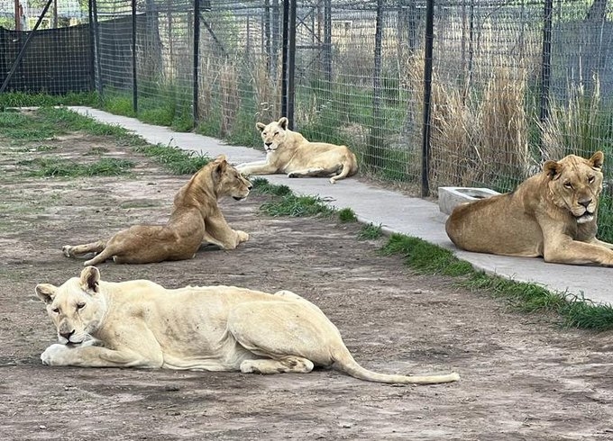 Profepa comenzó a trasladar a los felinos propiedad de la fundación “Black Jaguar, White Tiger”