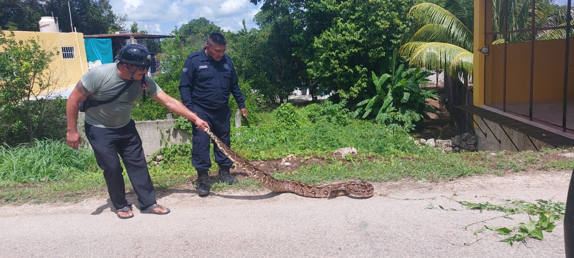 La boa causó terror entre los vecinos de Tizimín