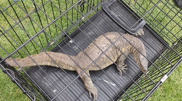 El reptil que se encotró en Xochimilco, podría tratarse de un varano del Nilo. Foto: SSC El reptil que se encotró en Xochimilco, podría tratarse de un varano del Nilo. Foto: SSC