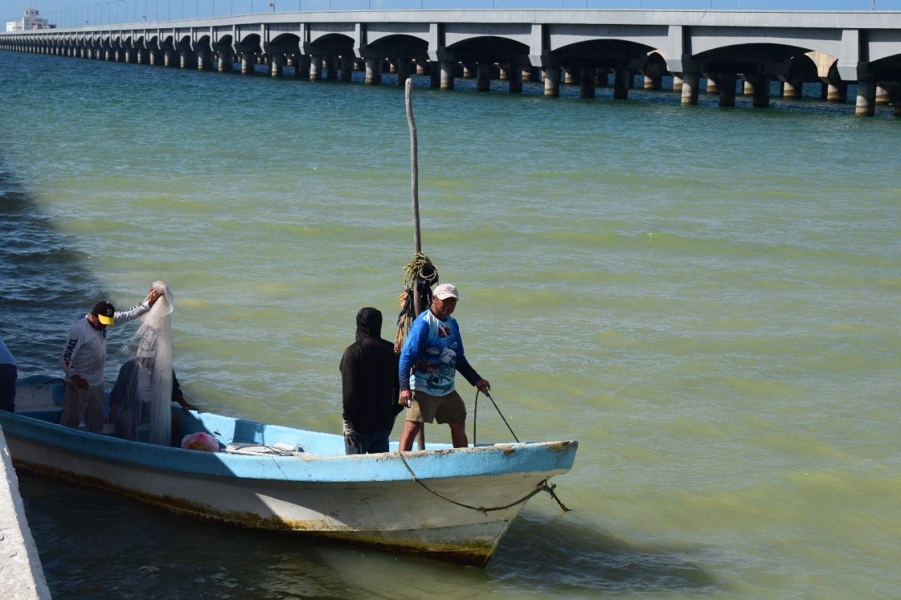 Pescadores progreseños reportan buena producción de cazón y tiburón