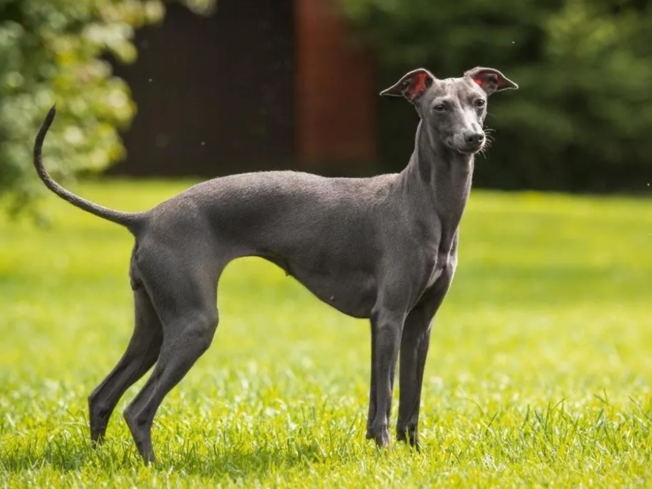 Un perro galgo italiano resultó positivo a la prueba para detectar la viruela del mono, que fue comparada con la de un paciente activo