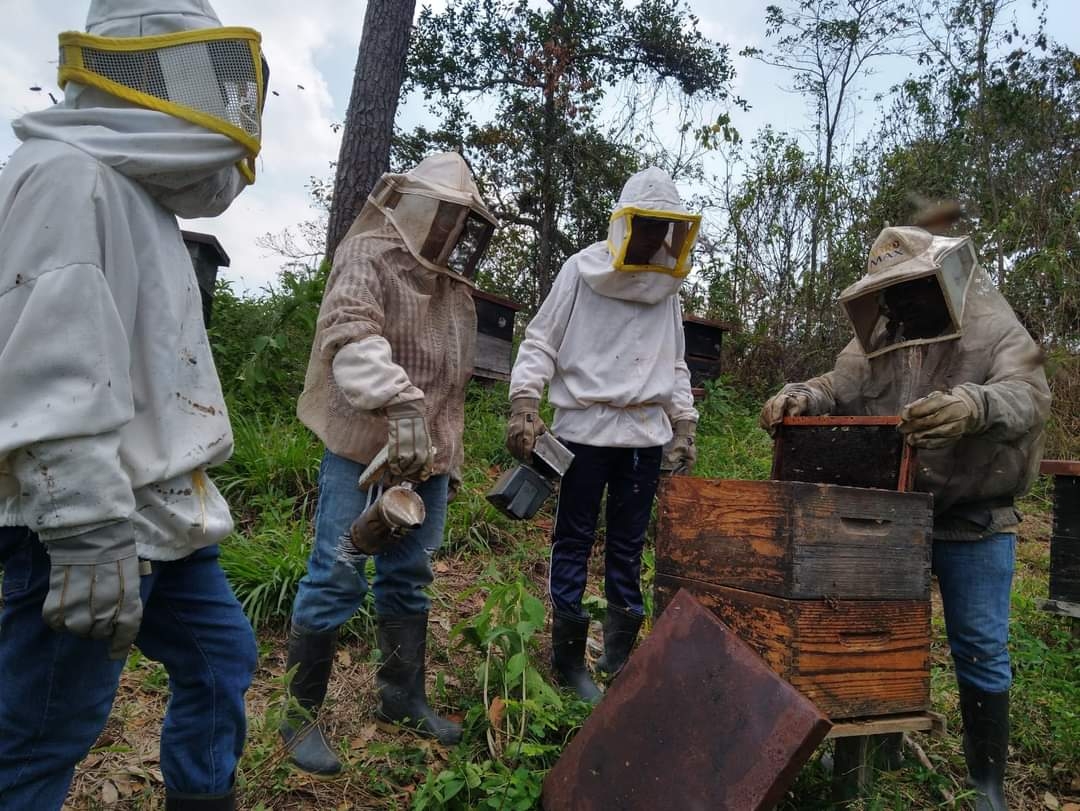 Abejas, en peligro de desaparecer por el uso de pesticidas al Oriente de Yucatán