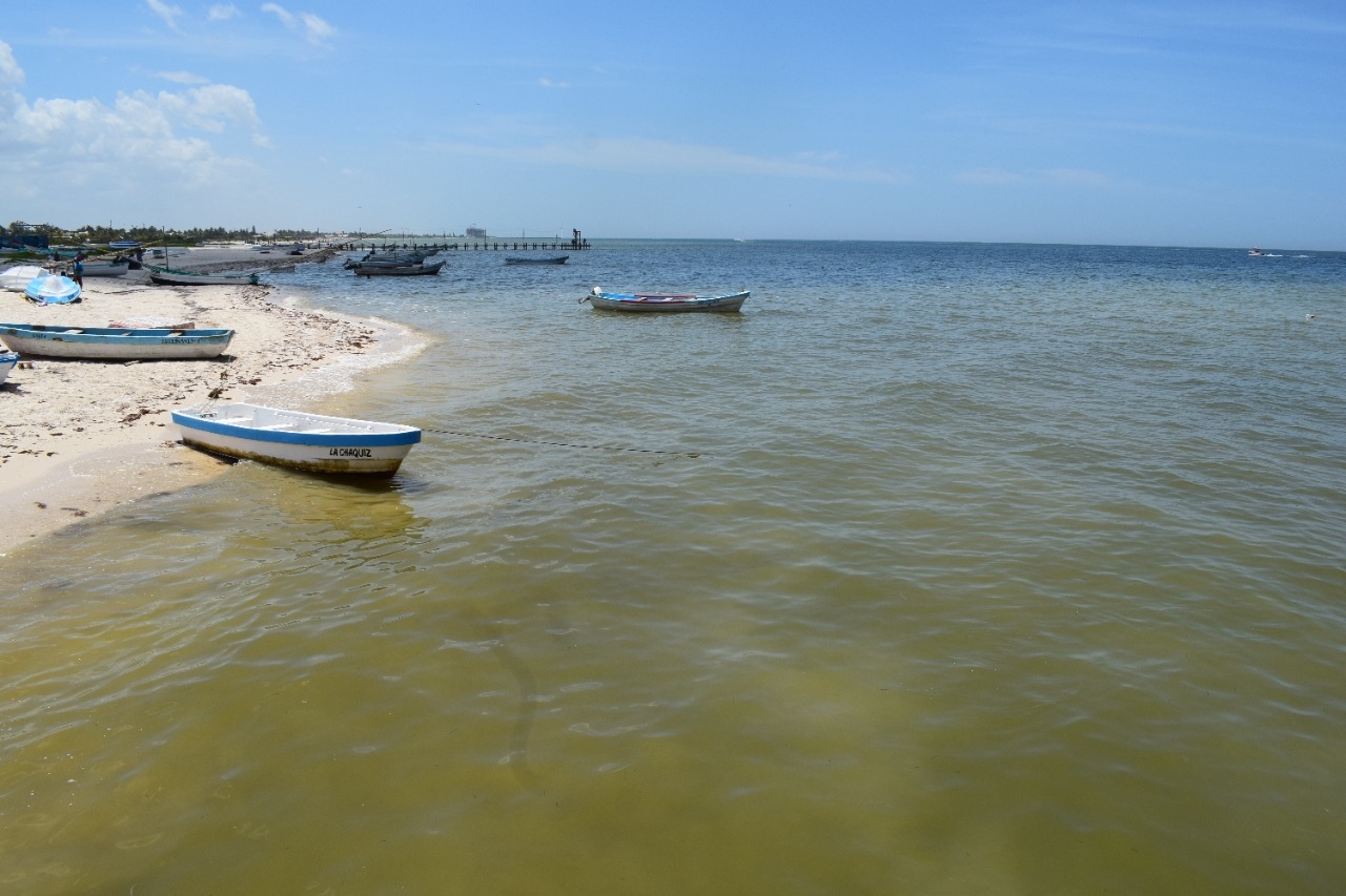 La marea roja se extiende por la costa de Progreso La marea roja se extiende por la costa de Progreso