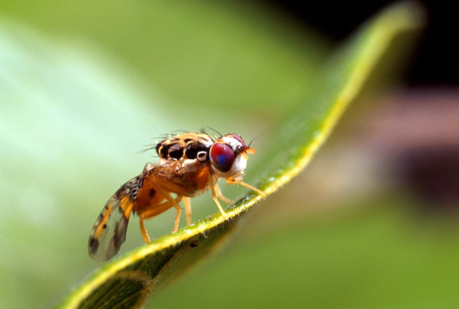 Secretaría de Agricultura informa erradicación del brote de mosca del Mediterráneo en Manzanillo