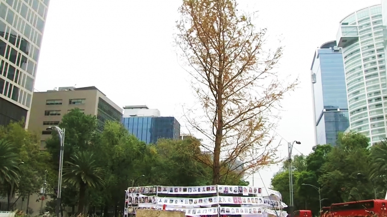 El ahuehuete fue plantado el pasado 5 de junio en la glorieta de Paseo de la Reforma El ahuehuete fue plantado el pasado 5 de junio en la glorieta de Paseo de la Reforma