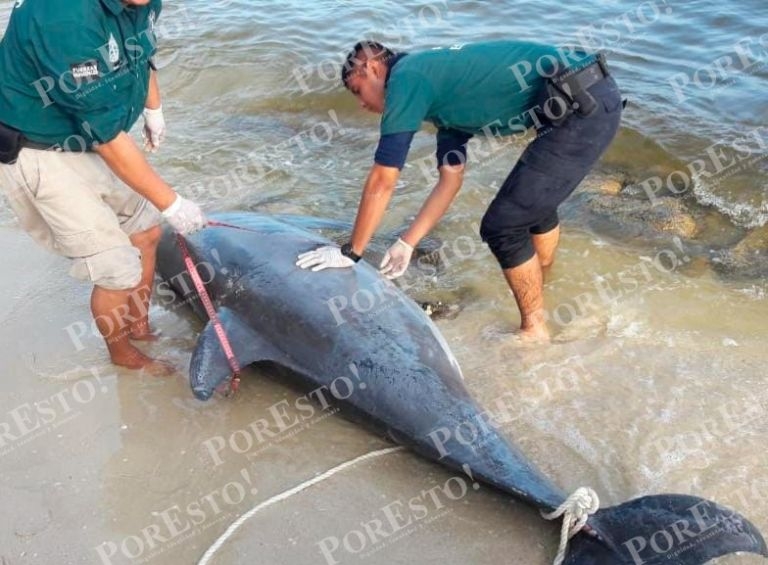 Un enorme delfín quedó varado en las costas de Chelem el pasado fin de semana Un enorme delfín quedó varado en las costas de Chelem el pasado fin de semana