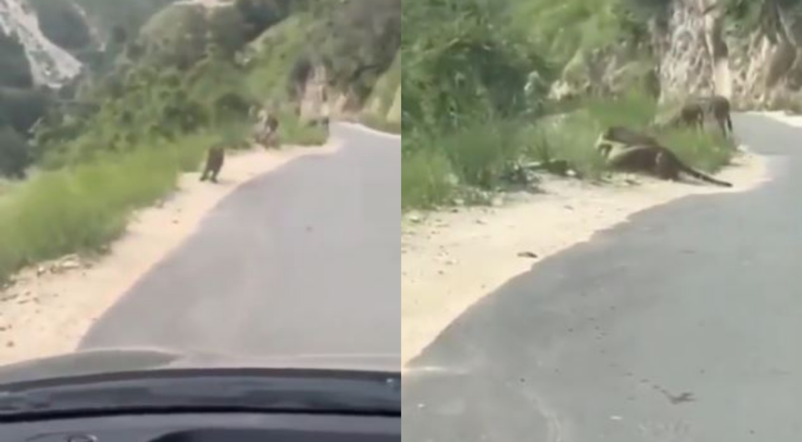 El video del ataque ha sido viralizado en las redes sociales El video del ataque ha sido viralizado en las redes sociales