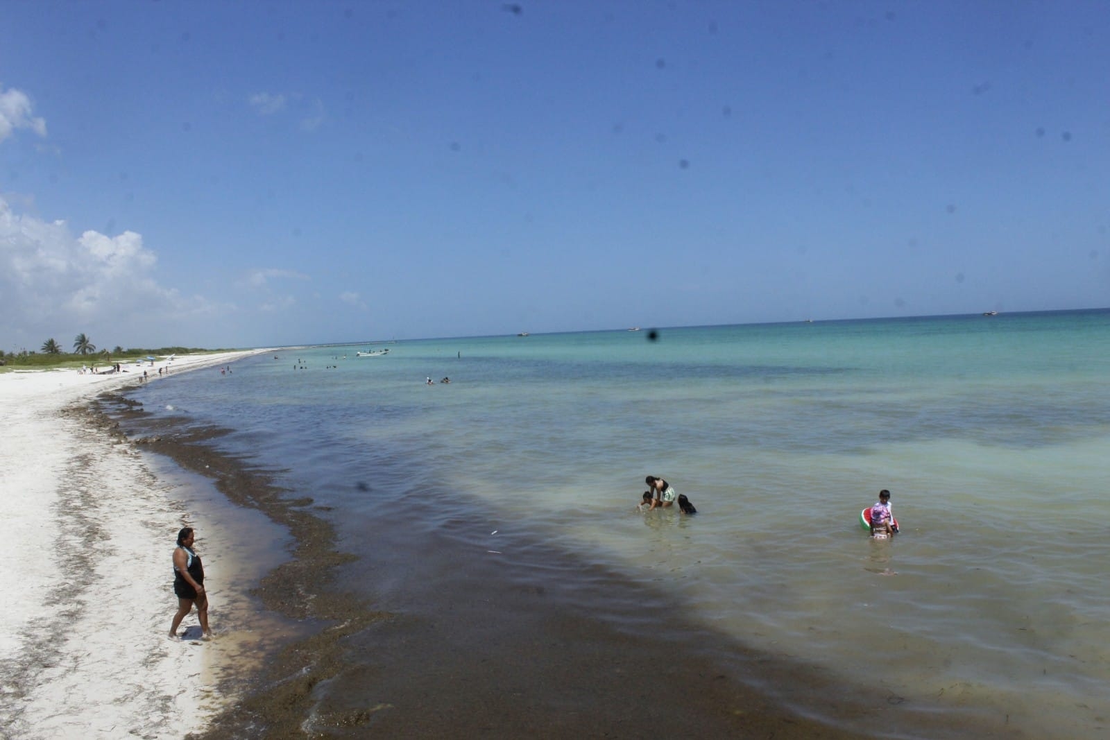 El alga puede ser a causa de la marea roja