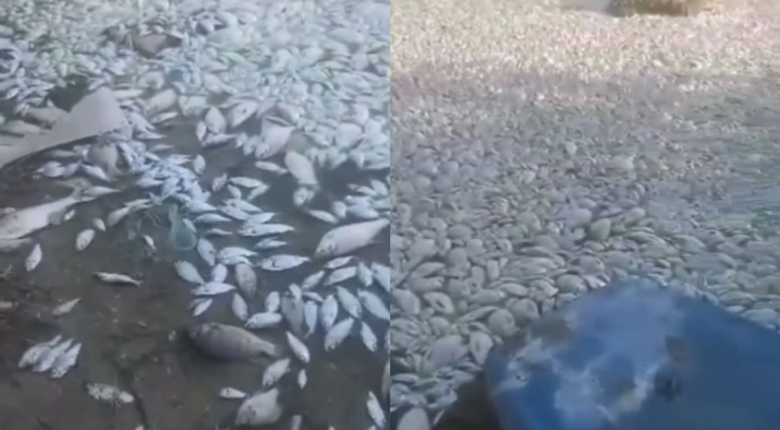 Más de cinco especies de peces recalaron en la Laguna México Más de cinco especies de peces recalaron en la Laguna México