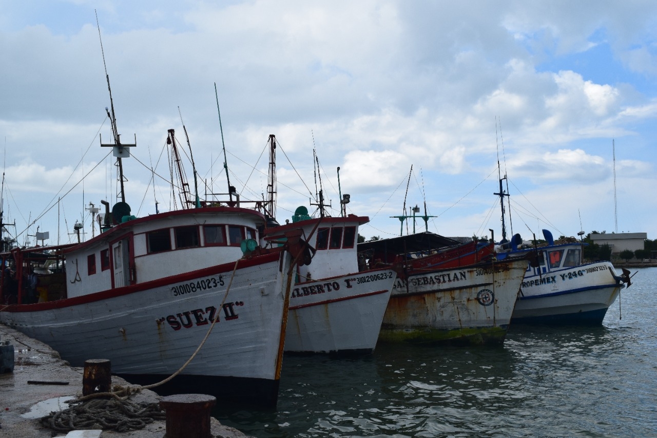 Pescadores y armadores arriesgan su capital y van por la segunda barcada de la fiebre del pulpo