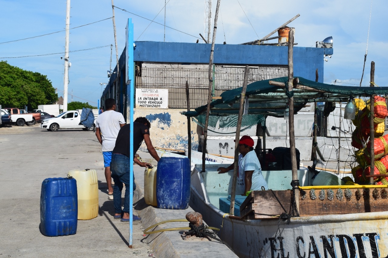 Tras la marea roja, vuelve la "fiebre del pulpo" en Progreso