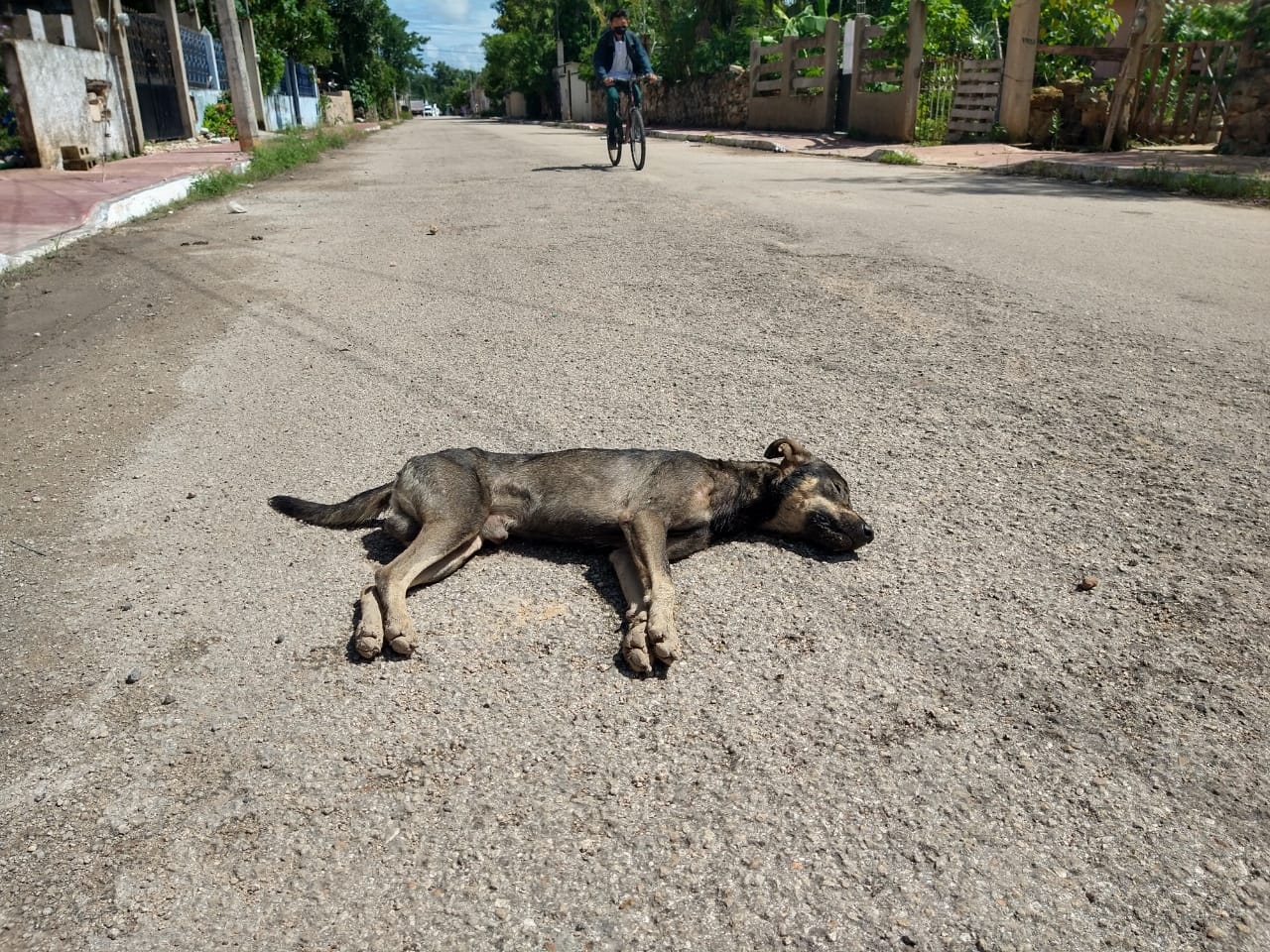 Vecinos de Tizimín denuncian envenenamiento de perros callejeros