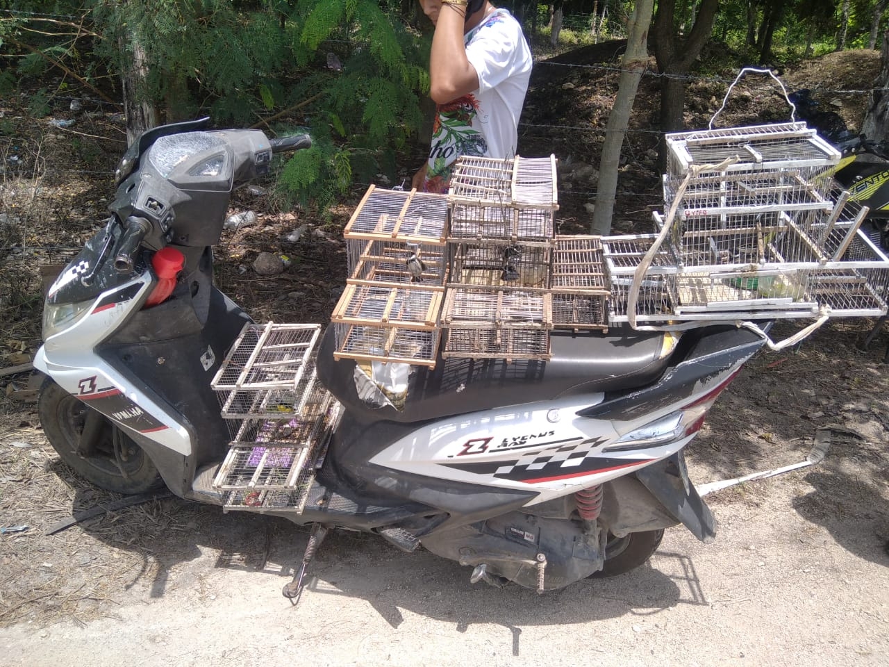 Los jóvenes habían atrapado varias aves dominico Los jóvenes habían atrapado varias aves dominico