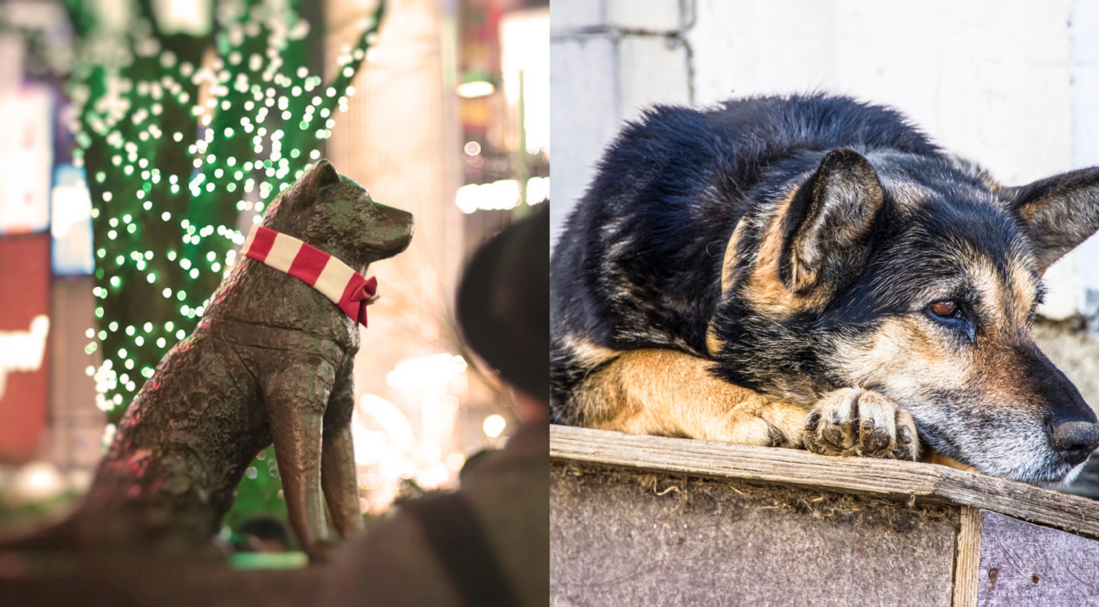 México tiene a su propio Hachiko; conoce la historia del perro en el Metro de La Raza en CDMX