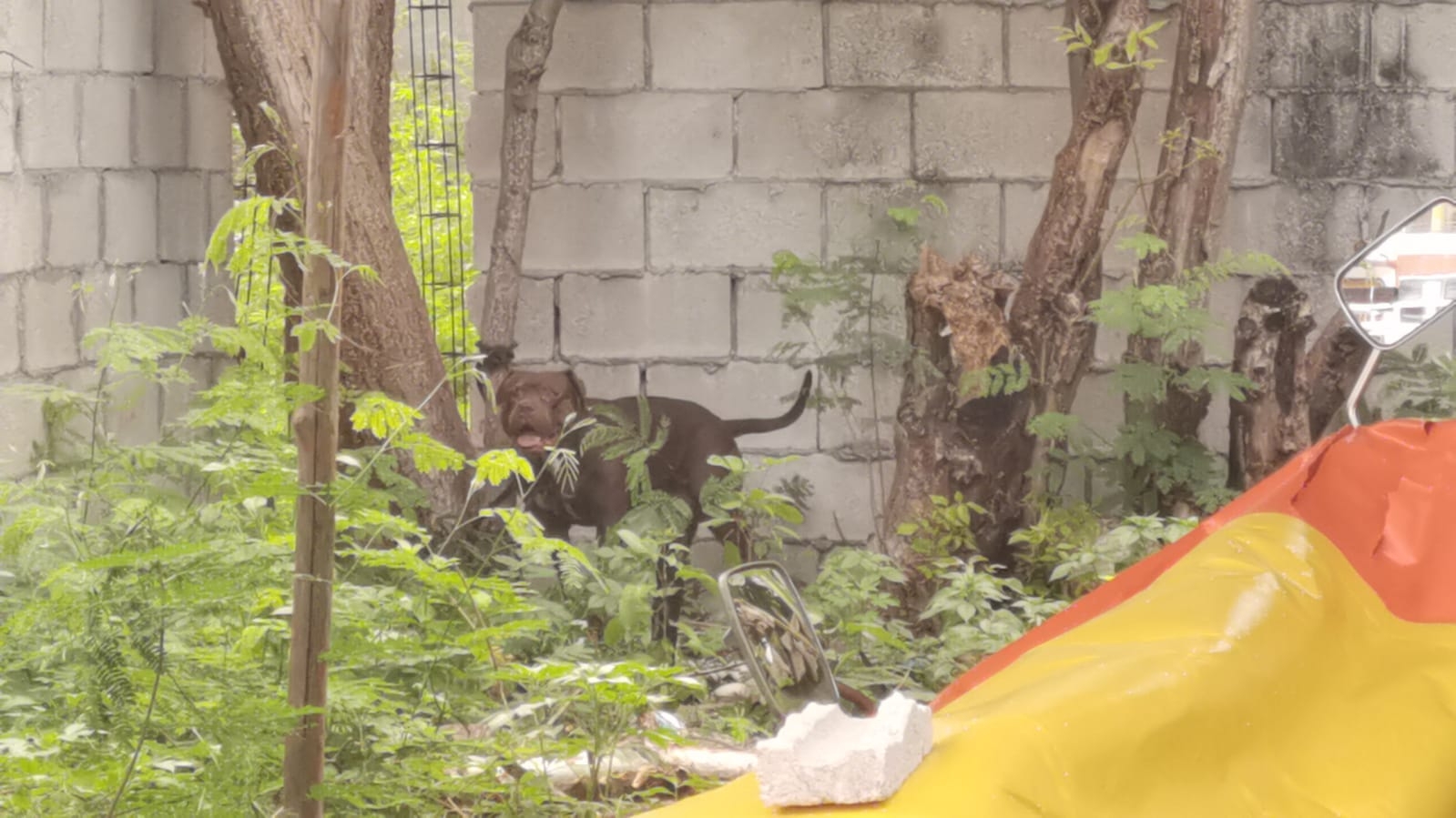 El pitbull fue amarrado por vecinos en un monte baldío