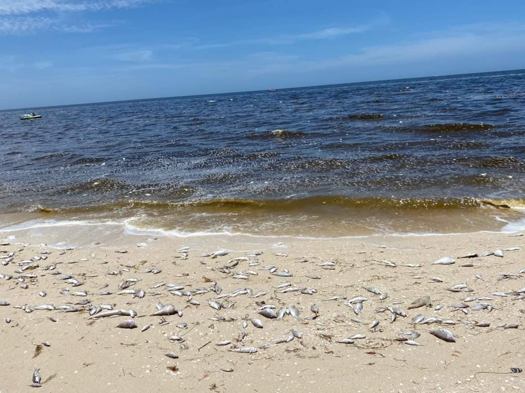Son alrededor de 30 kilómetros del manchón de marea roja en la costa de Yucatán