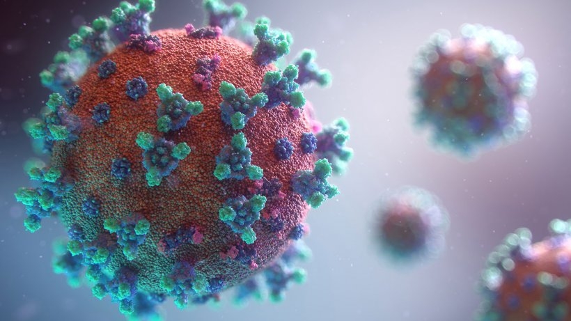 Henipavirus: ¿Cuáles son los síntomas del nuevo virus reportado en China? Henipavirus: ¿Cuáles son los síntomas del nuevo virus reportado en China?