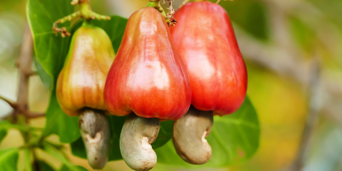 El marañón es una fruta con la semilla afuera de ella. Foto: Especial El marañón es una fruta con la semilla afuera de ella. Foto: Especial