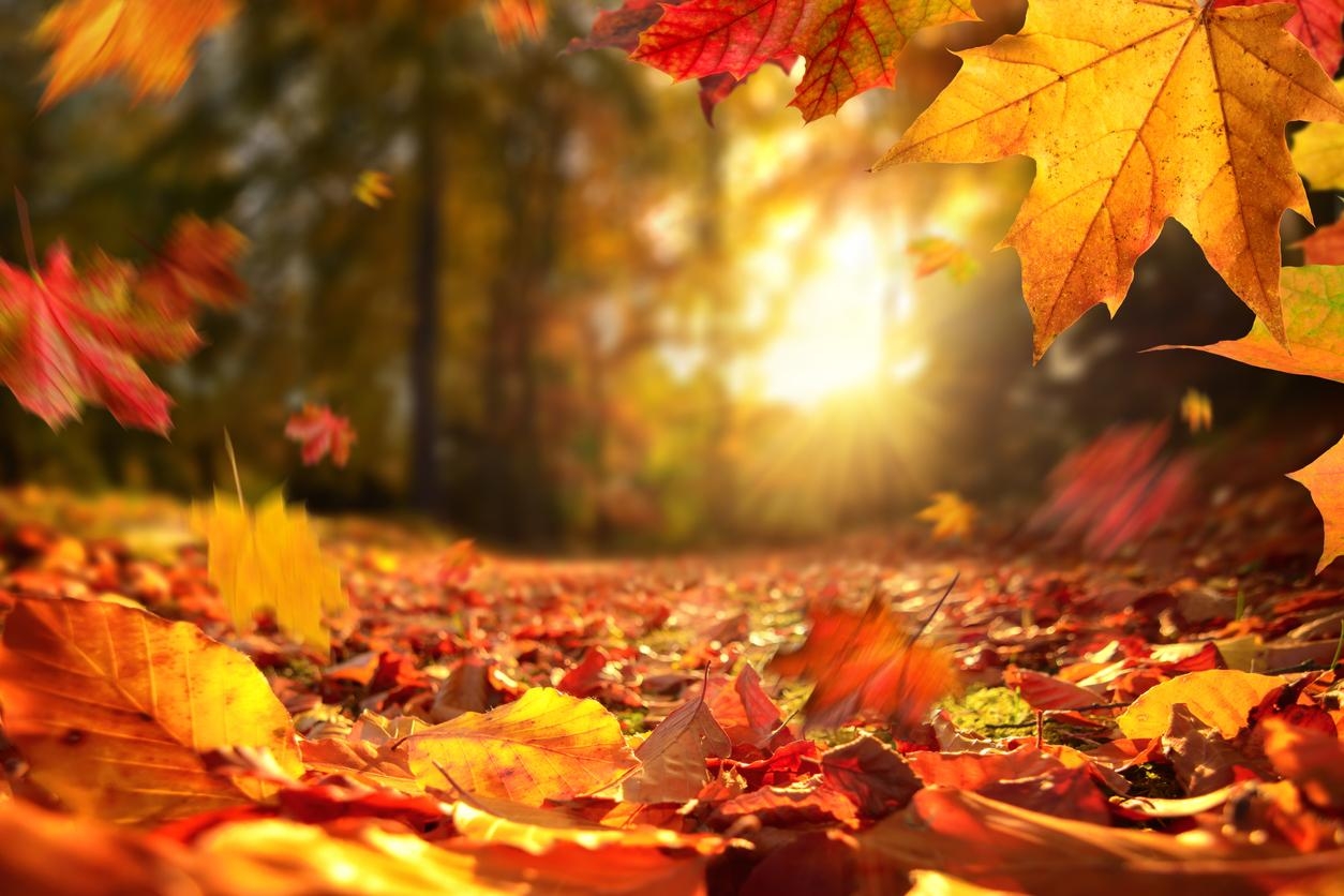 El Otoño de 2022 tendrá una duración de 89 días, 20 horas y 44 minutos.