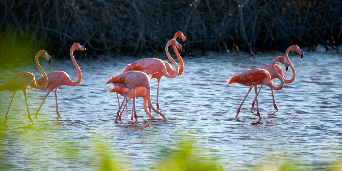 El tipo de flamencos que habita en México es el rosado. Foto: Especial