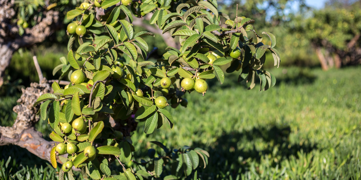 Los Mayas ocupaban la hoja de guayaba para curar también la escabiasis. Foto: Especial