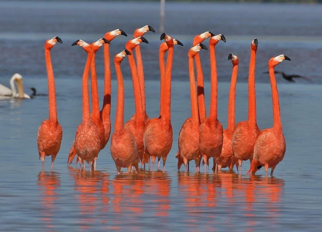 Flamencos rosas y otras hermosas aves que habitan en Río Lagartos, Yucatán: FOTORREPORTAJE