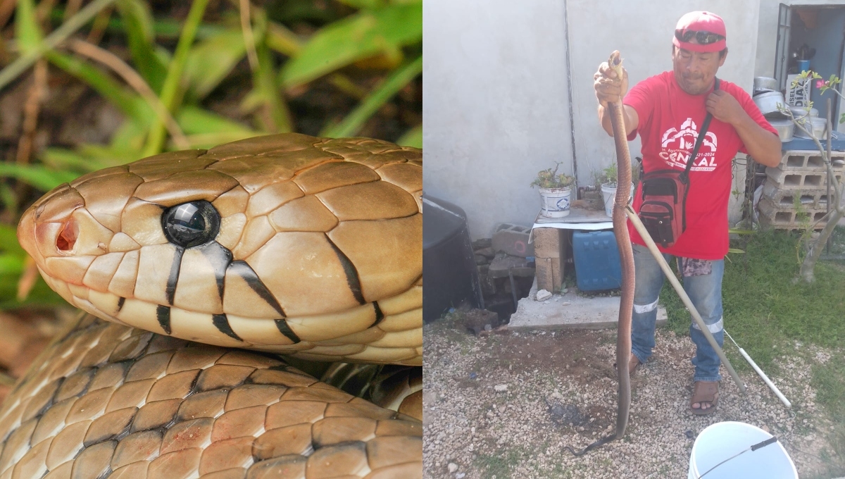 La serpiente Ekuneil es de las más grandes de la Península de Yucatán La serpiente Ekuneil es de las más grandes de la Península de Yucatán