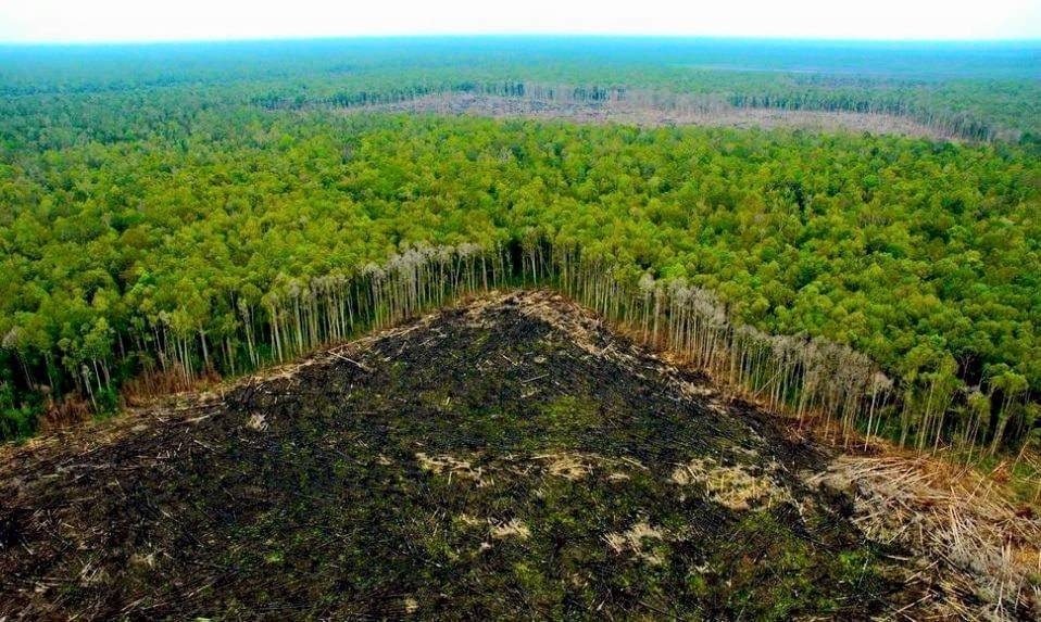 El promedio de deforestación en Campeche es de 38 mil 619 hectáreas al año