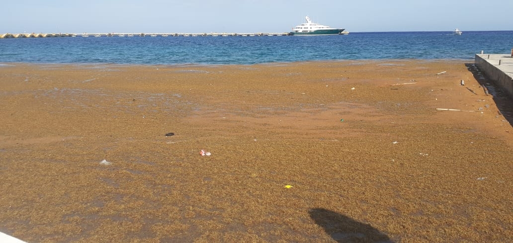 La capa de sargazo cubrió parte de la costa en la Rada de Cozumel, por lo que tuvo que ser retirada por persona de la Zofemat en la isla