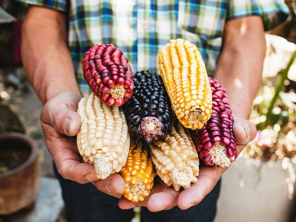 En México hay 64 razas de maíz y miles de variedades que son parte de la cultura En México hay 64 razas de maíz y miles de variedades que son parte de la cultura