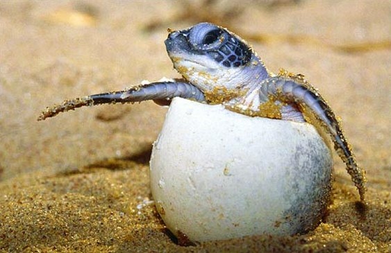 Tortuga Carey saliendo del huevo. Foto: Televisa