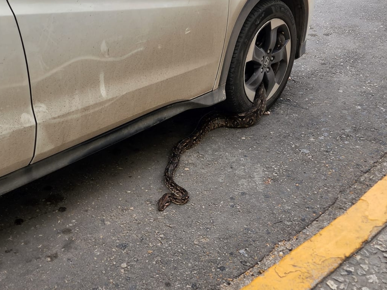 La serpiente, de aproximadamente más de un metro de largo, quedó atascada en una llanta, por lo que testigos en el lugar buscaron formas para liberarla