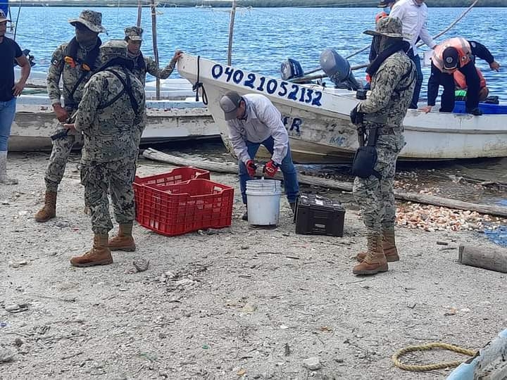 Es el segundo caso de pesca de pulpo con compresores en Sabancuy Es el segundo caso de pesca de pulpo con compresores en Sabancuy