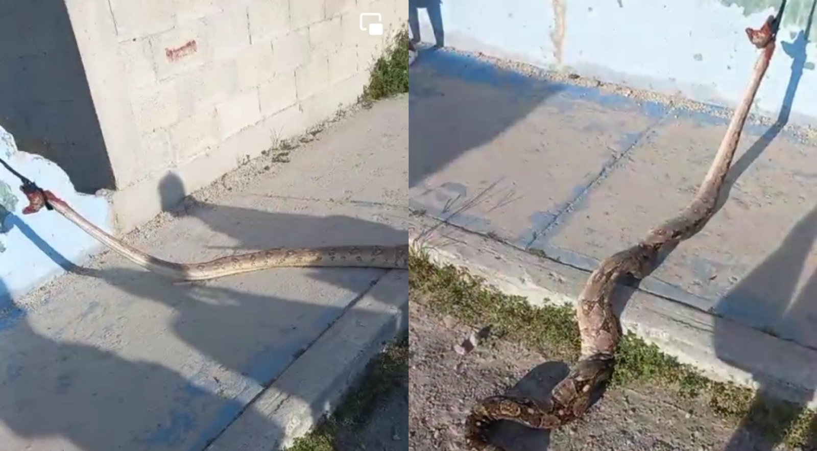 La mujer se encontraba rezando cuando la boa se enganchó a sus pies