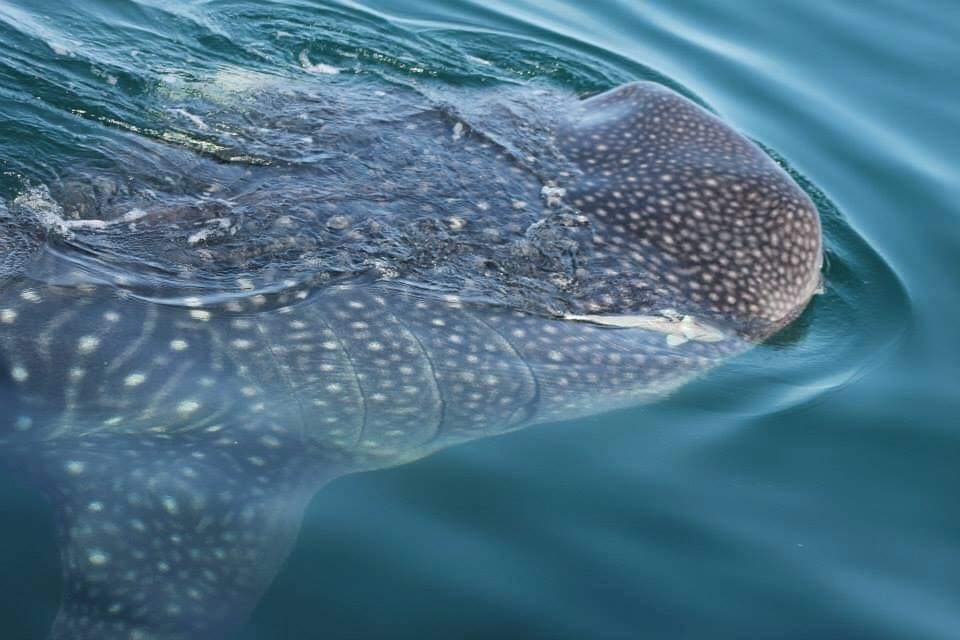 La especie es considerada el pez más grande del mundo, con aproximadamente 12 metros de longitud; se alimentan mediante la filtración de especies