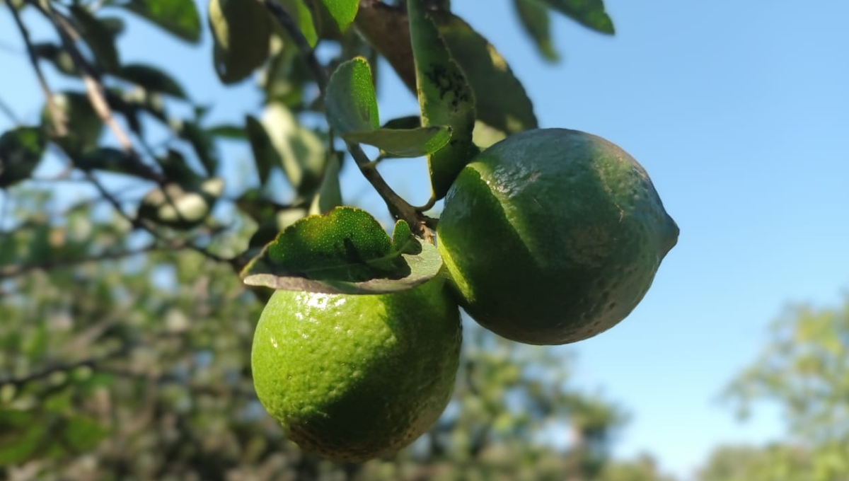 Alistan todo para llegada del oro verde