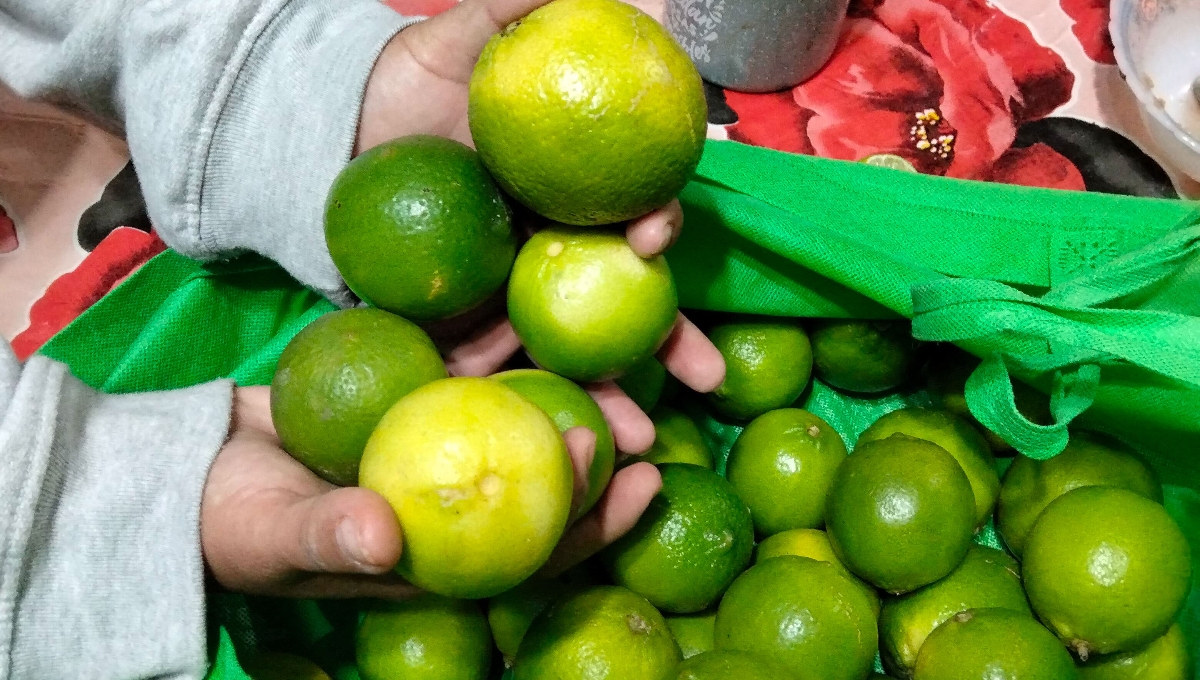 El valor de los cítricos pasó de 8 a 15 pesos de un día para otro en Yucatán