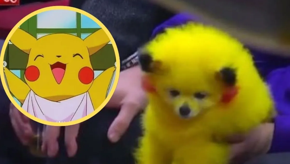 Un perrito con los colores de Pikachú se volvió tendencia al aparecer en un partido de la NBA en Estados Unidos Un perrito con los colores de Pikachú se volvió tendencia al aparecer en un partido de la NBA en Estados Unidos