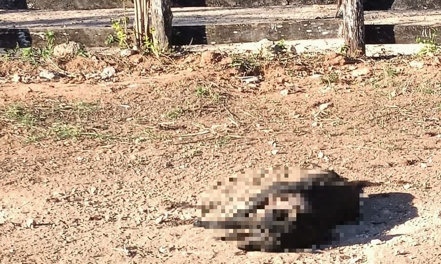 Los perros llevaban varios días muertos