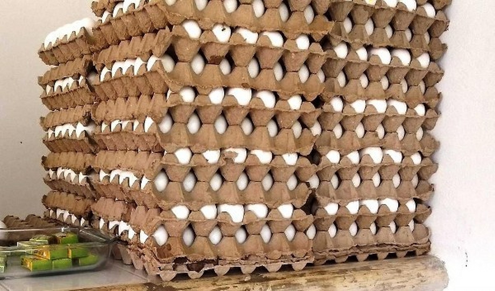 Durante la temporada de frío se afecta la productividad en las granjas Durante la temporada de frío se afecta la productividad en las granjas