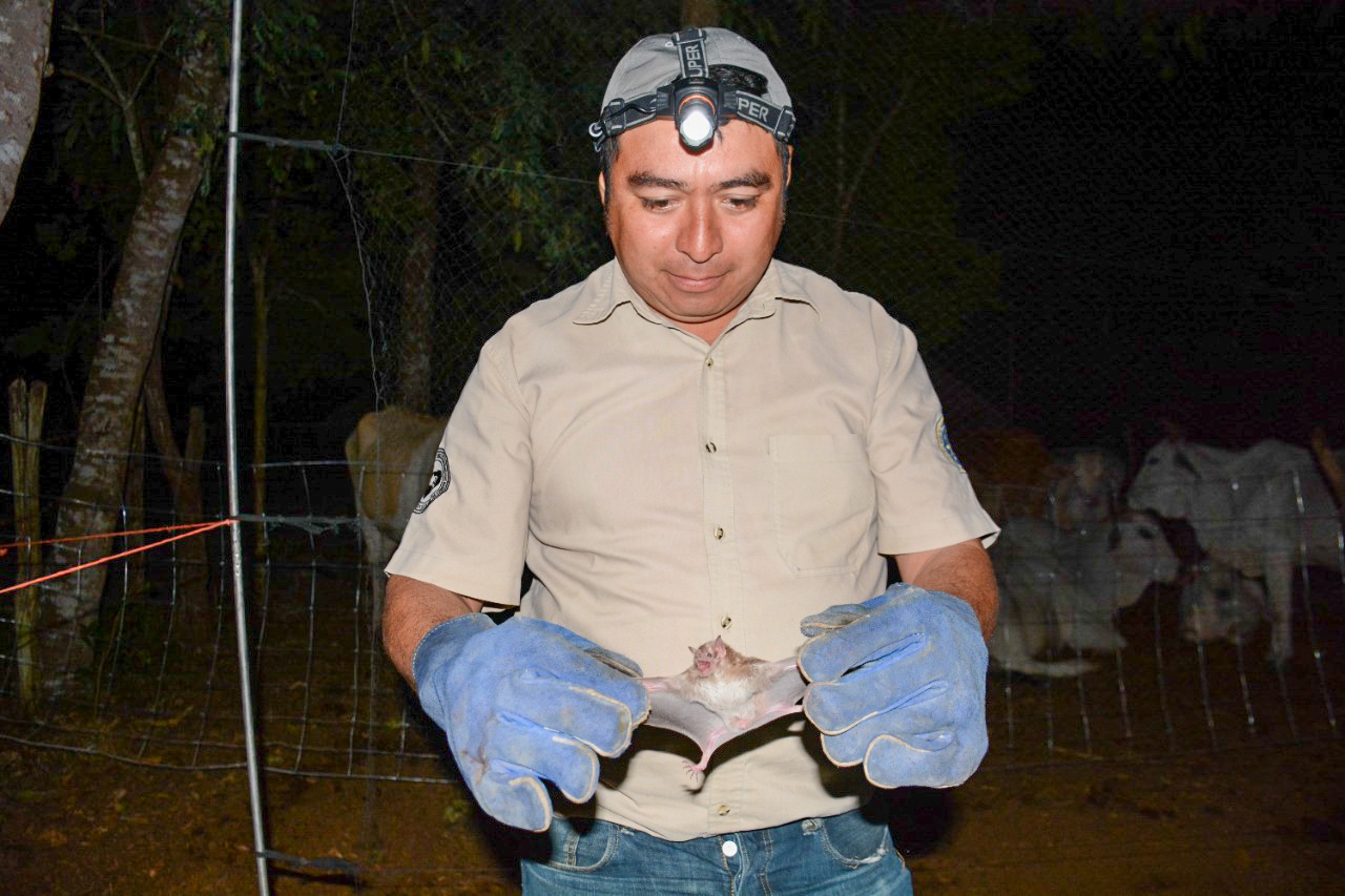 Capturan a murciélagos para evitar casos de rabia en Tzucacab