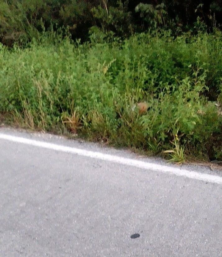 Localizaron el cuerpo en la orilla de la carretera dentro de la maleza y tal parece con varias horas de haber fallecido Localizaron el cuerpo en la orilla de la carretera dentro de la maleza y tal parece con varias horas de haber fallecido