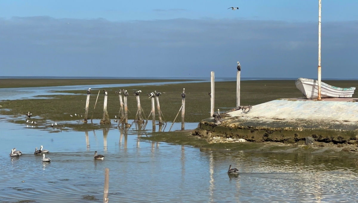 La vaciante marina es un fenómeno que sucede en las costas La vaciante marina es un fenómeno que sucede en las costas