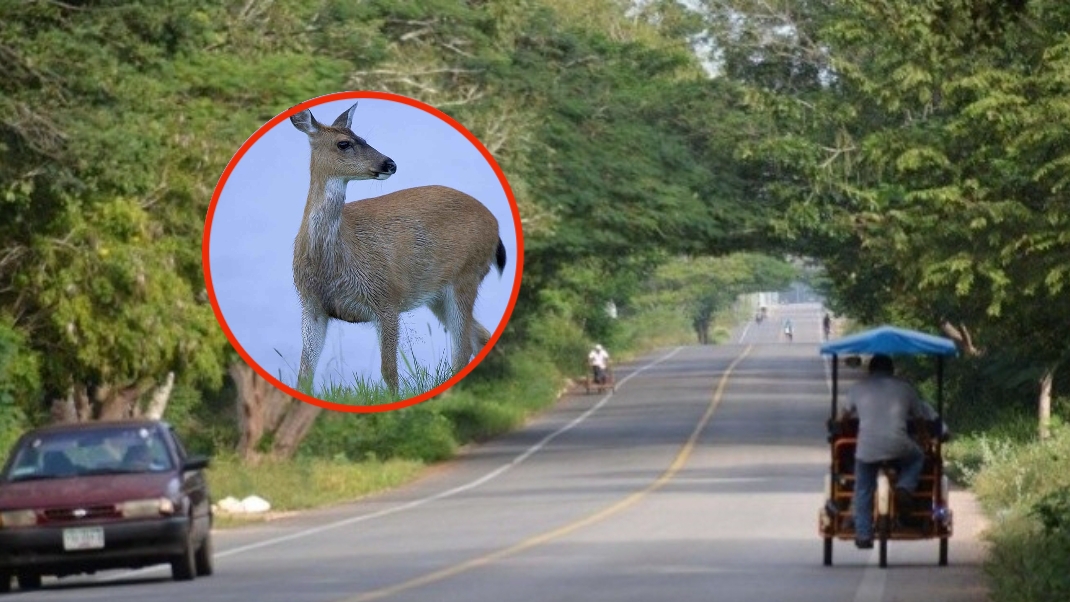 Cazador mata a su amigo de un escopetazo en Dzemul; lo confunde con un venado