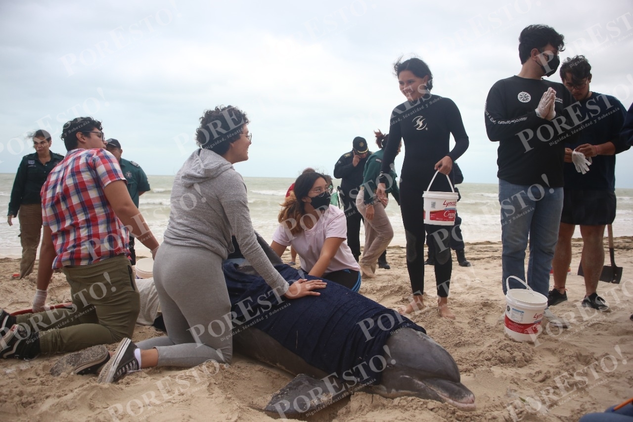 Decenas de personas y autoridades colaboraron para ayudar al Delfín en las playas de Progreso Decenas de personas y autoridades colaboraron para ayudar al Delfín en las playas de Progreso