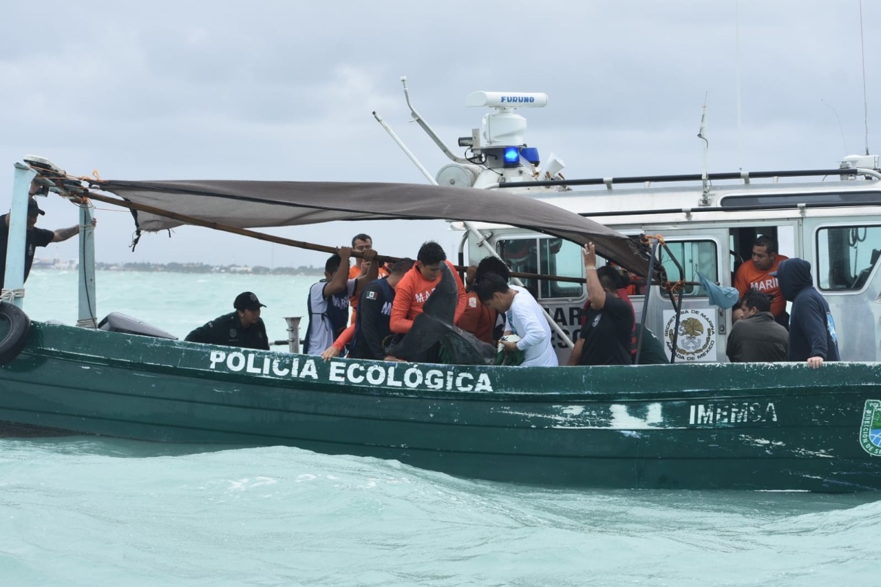 Liberan a delfín que recaló en las playas de Progreso: VIDEO