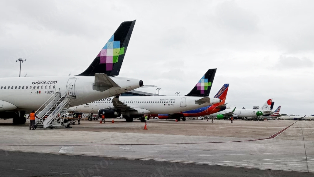 Zarigüeya es atropellada en el aeropuerto de Mérida: FOTO