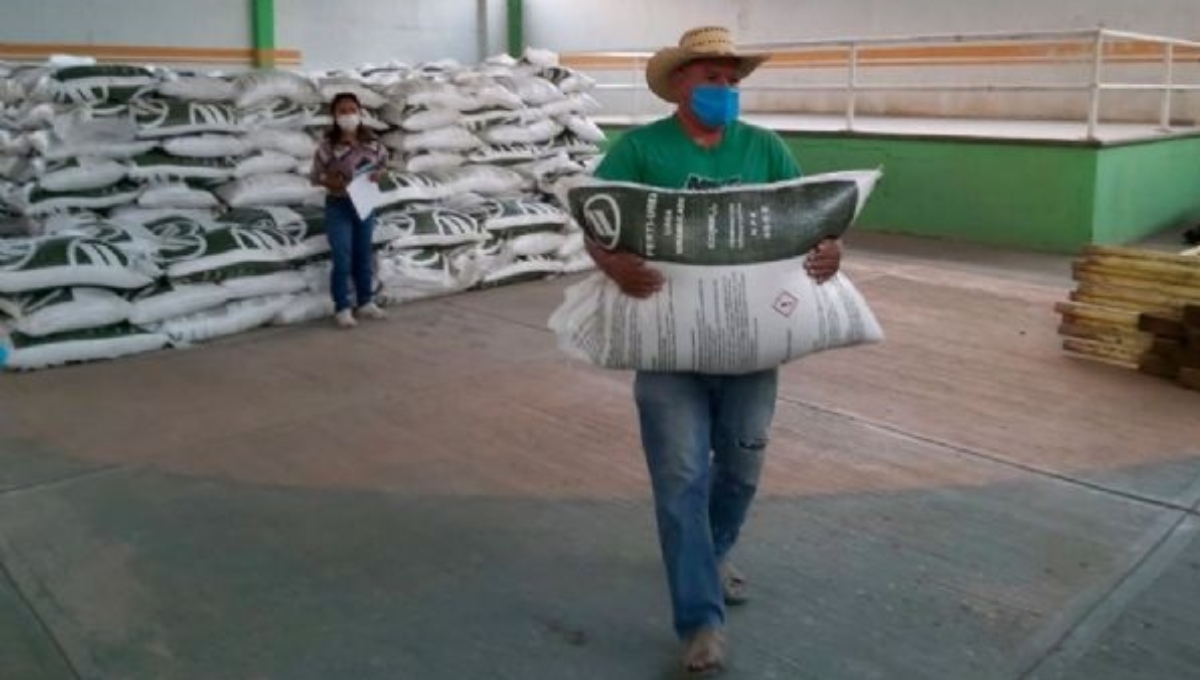 Los beneficiarios trabajan de la mano del delegado de Bienestar, Carlos Martínez Aké, y con el delegado de la Sader y el de Segalmex, al ser la instancia que entregará el producto